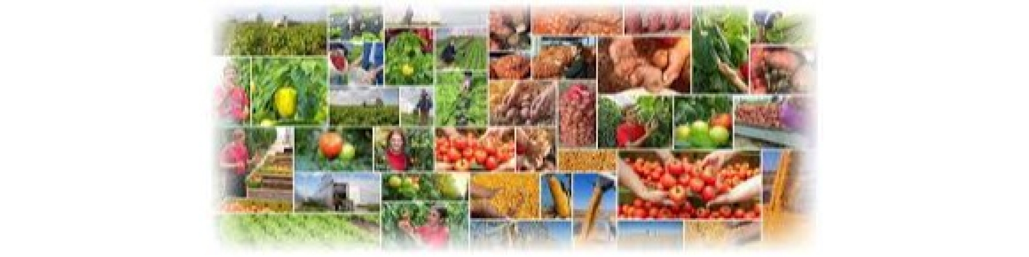 Agriculture 